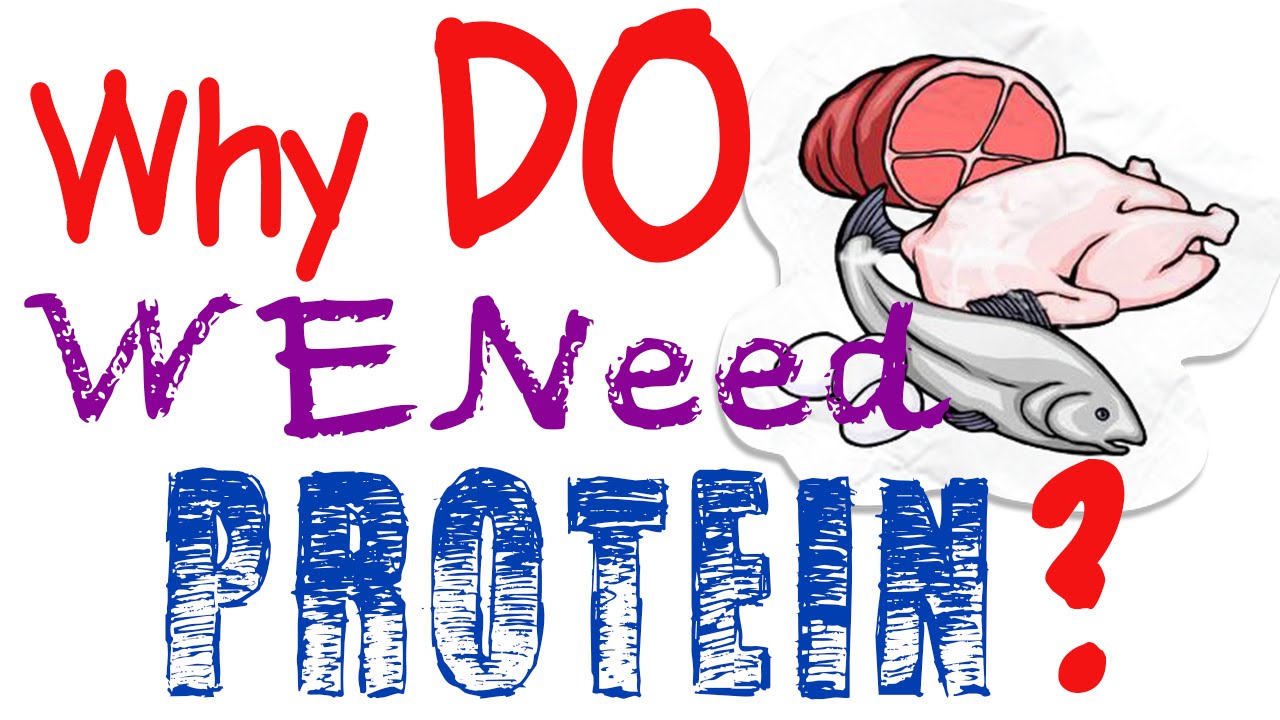 Why Are Proteins Important For Your Body?